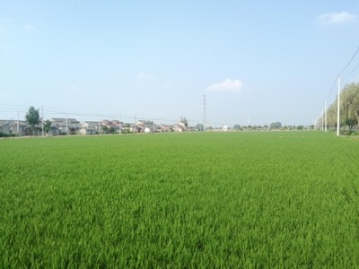 揚(yáng)州農(nóng)科區(qū):科技+賦能,讓農(nóng)業(yè)走上綠色高效發(fā)展路