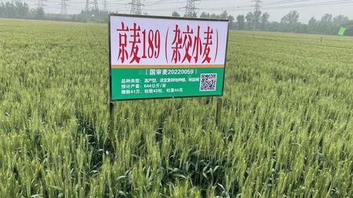 農業新質生產力看北京 煥新品種 擎動未來