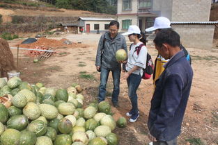 我校研究生社會服務團赴南華縣開展農業(yè)科技服務活動