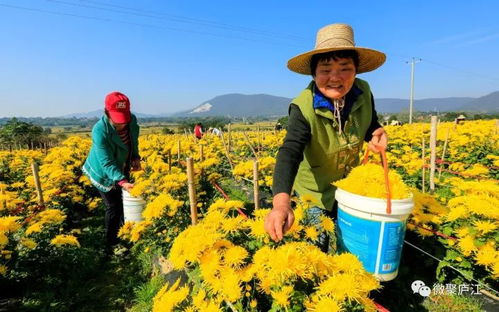 支持 合作 共贏 廬江,一封來自安徽農(nóng)業(yè)大學的感謝信
