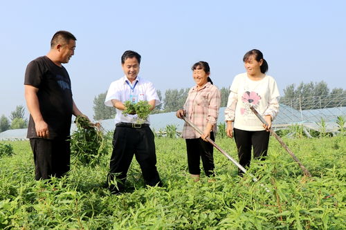 譙城區(qū)牛集鎮(zhèn) 志愿服務到田間 農(nóng)業(yè)科技送地頭
