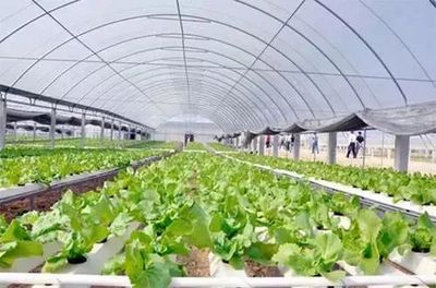 【政策解讀】農(nóng)業(yè)農(nóng)村部關于發(fā)展現(xiàn)代設施農(nóng)業(yè)的指導意見