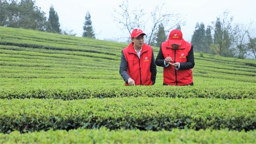 中國農(nóng)學會科技志愿服務修文野猴肴生態(tài)農(nóng)業(yè)科普興農(nóng)分隊活動在修文縣舉行