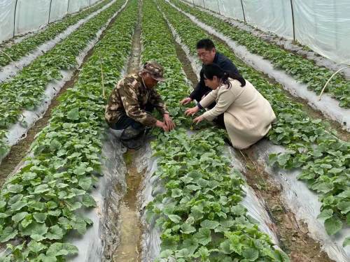 魚臺(tái) 開(kāi)展香瓜種植直通式氣象服務(wù)