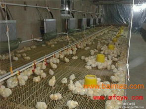 雞舍加溫鍋爐 高效農(nóng)業(yè)科技服務的關鍵設備