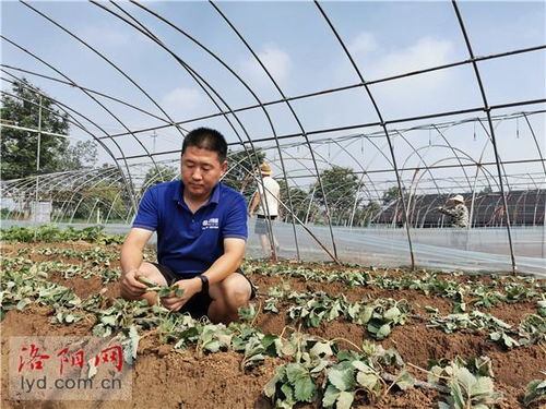 新農(nóng)人成了領路人——洛陽孟津小伙創(chuàng)辦農(nóng)業(yè)科技服務公司