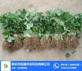 紅顏草莓苗哪家好？柏源農業科技公司的專業服務解析