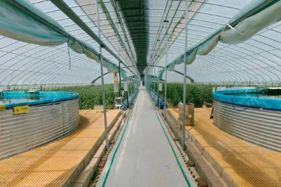 農政齊民 以魚菜共生智慧工廠，書寫城市菜籃子保供新篇章