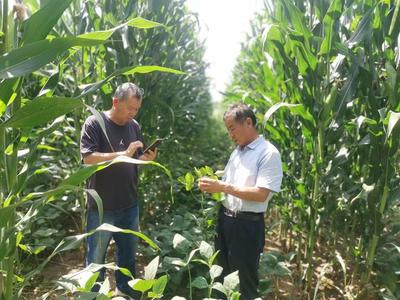 山西農(nóng)大農(nóng)學(xué)院科技服務(wù)團(tuán)隊(duì)深入太原北部現(xiàn)代農(nóng)業(yè)公園，助力大豆產(chǎn)業(yè)提質(zhì)增效